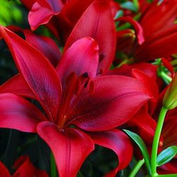 Lilium 'Black Out', Lily 'Black Out', Asiatic Lily 'Black Out', Lily 'Blackout', Summer flowering Bulb, early summer flowering lilies, red lilies